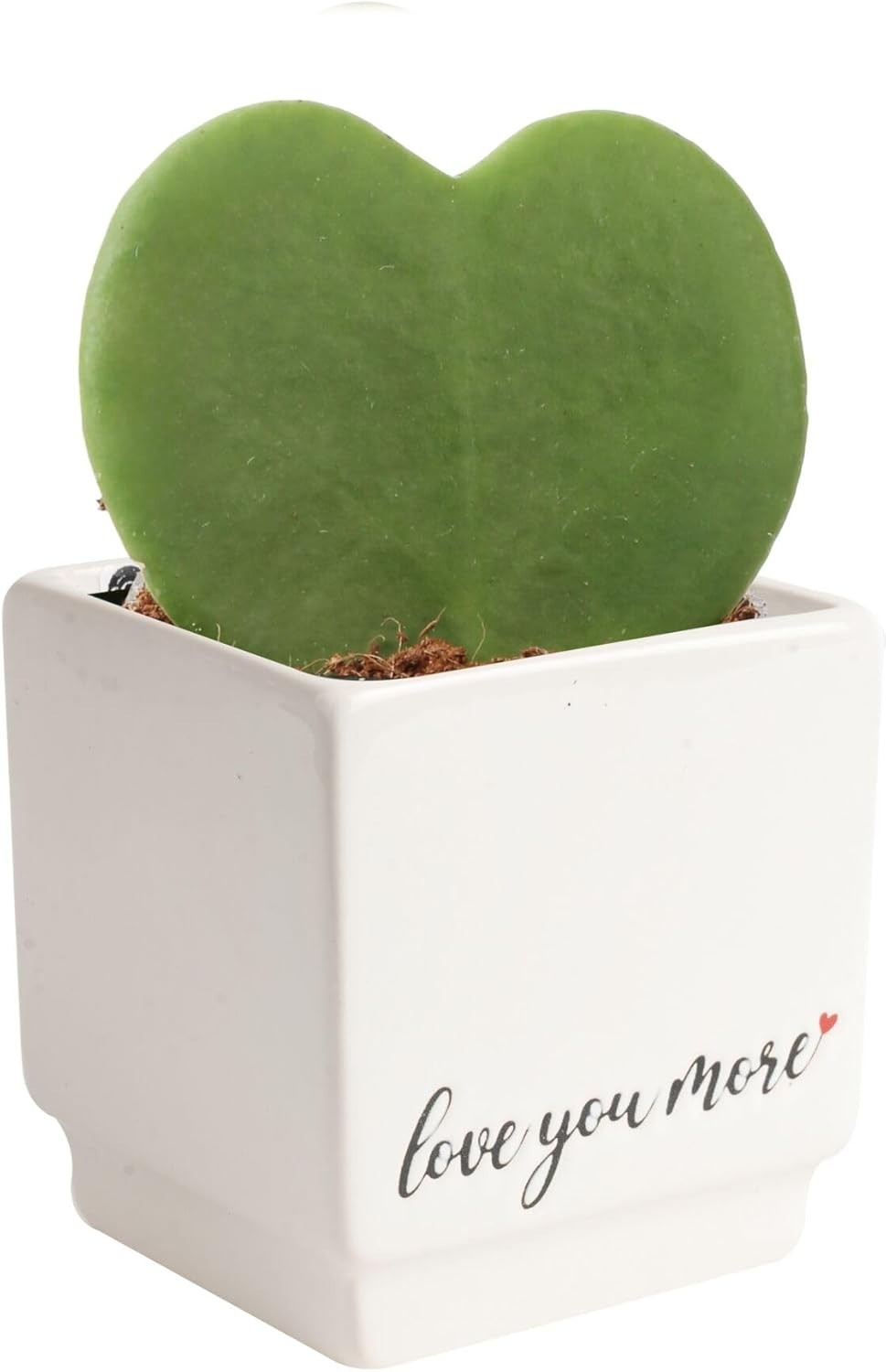 Indoor Hoya Heart Plant, Ideal Symbol of Love and Friendship*#-~