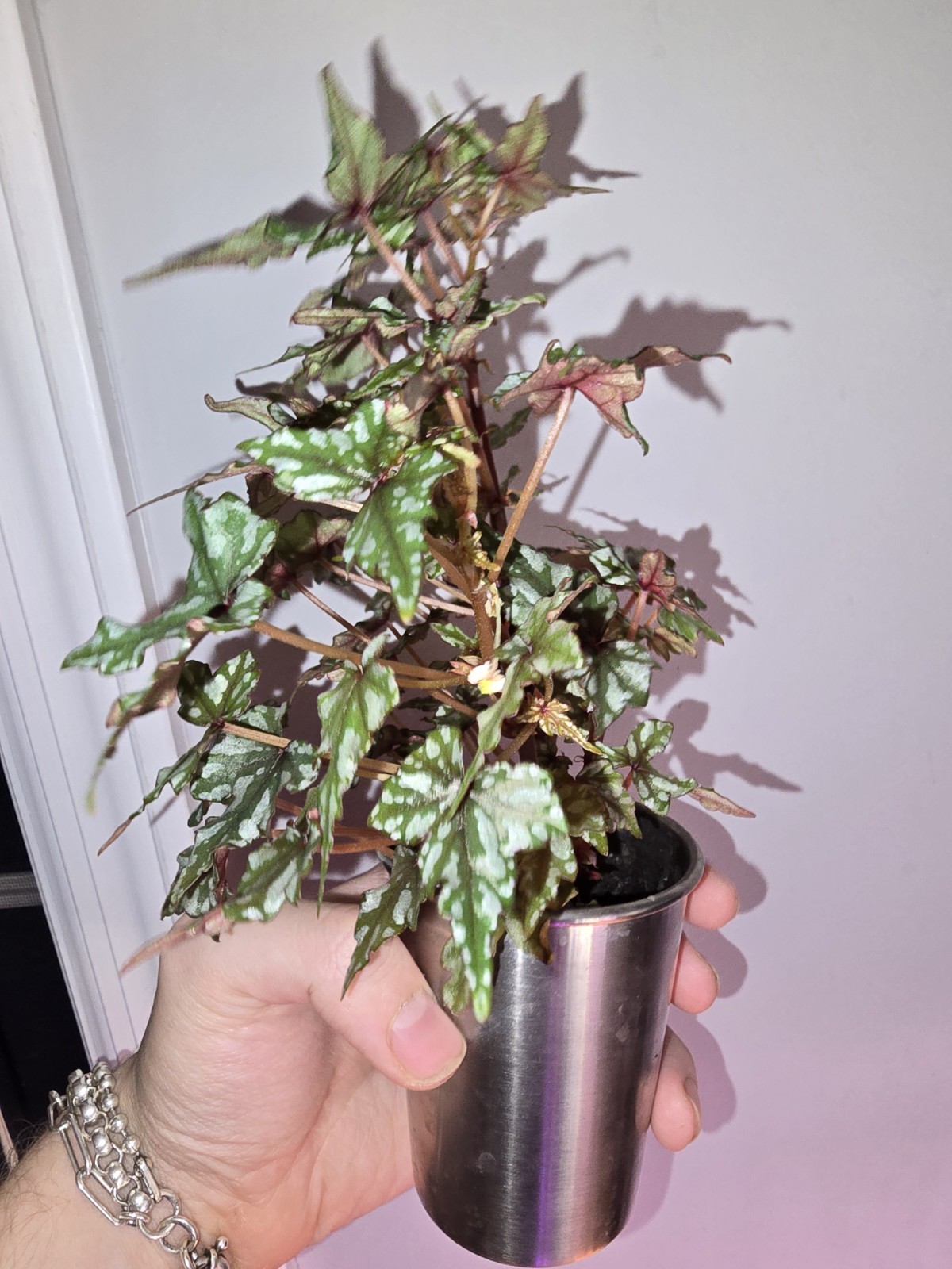 Begonia Dregei Glasgow Live Plant Exact Plant Seed Grown