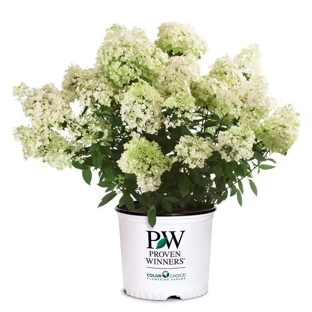 2 Gal. Bobo Hydrangea Shrub with White Flowers