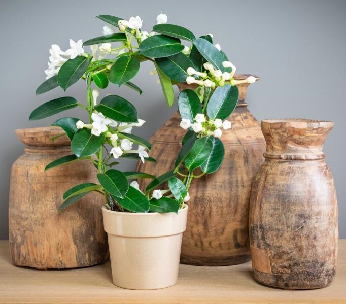 Madagascar jasmine ~GREEN LEAF STEPHANOTIS ~Small Rooted STARTER Plant~Fragrant!