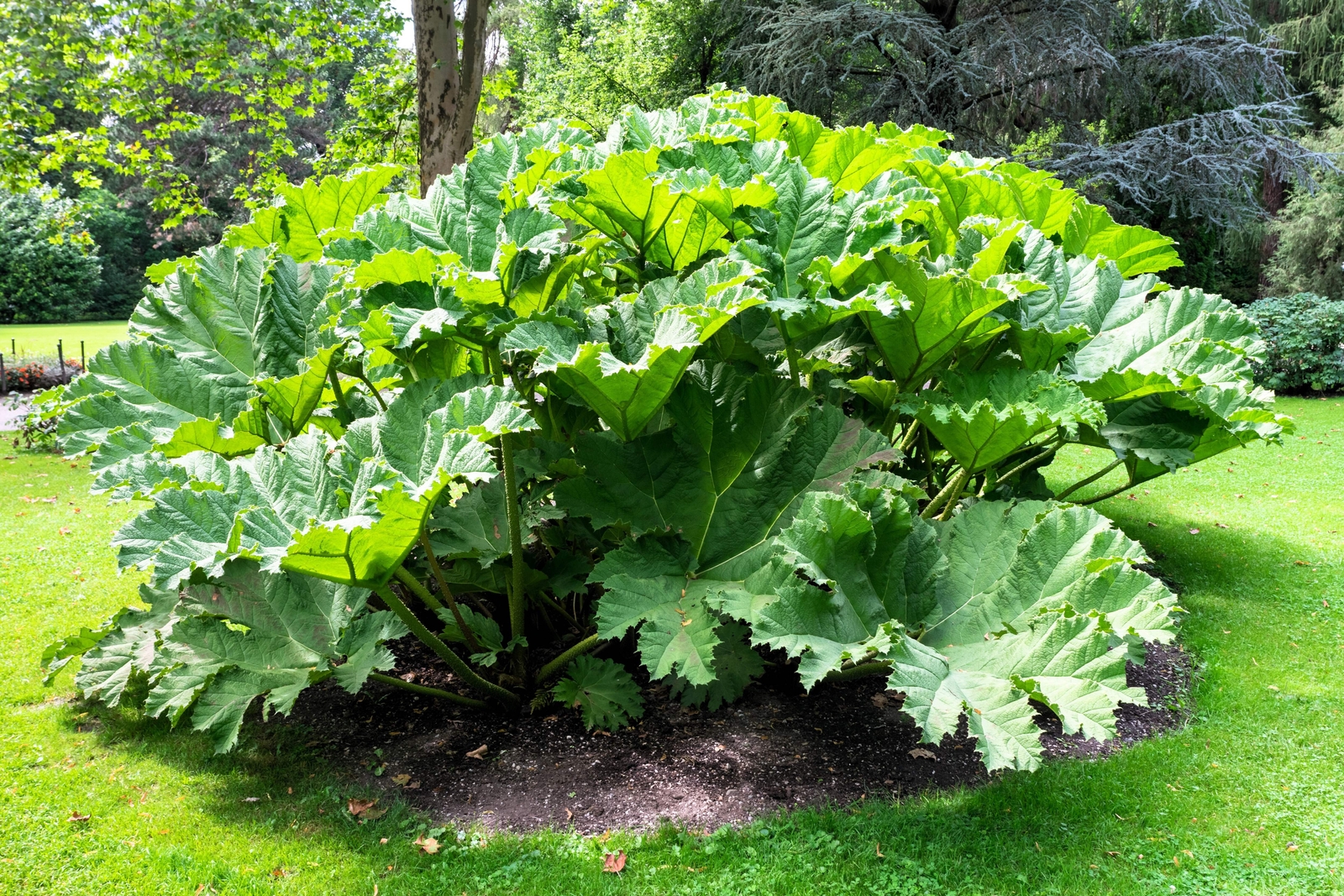 10 GUNNERA MANICATA 6′ Leaves! Giant Rhubarb Dinosaur Plant Moist Shade Red Flow