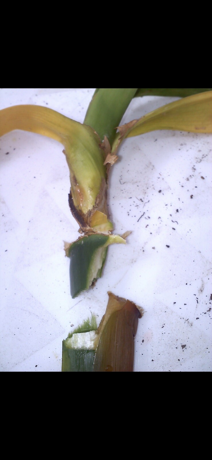 1 YELLOW CLIVIA MINIATA BLOOMING SIZE CAPABLE OF PRODUCING KEIKI’s and PUPs
