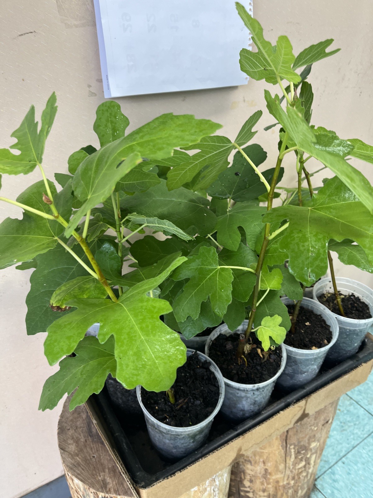 Two Fig Trees