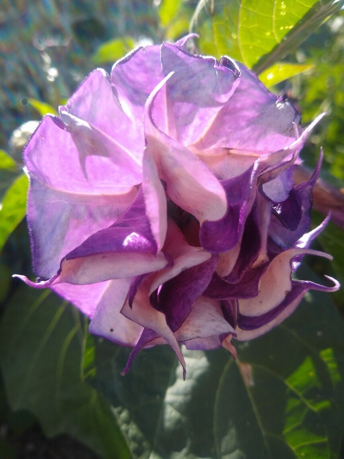 10 Double Orchid Rose Angel Trumpet Seeds Flowers Seed Brugmansia Datura 642 USA
