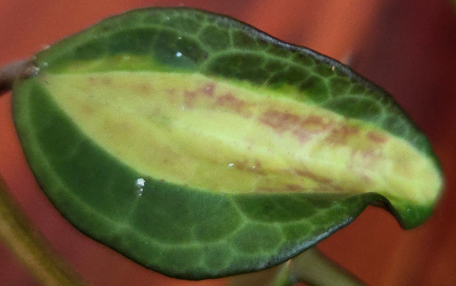 Rare Reverse Variegated Hoya Latifolia 24″ Tall Not Monstera Philodendron Aroid