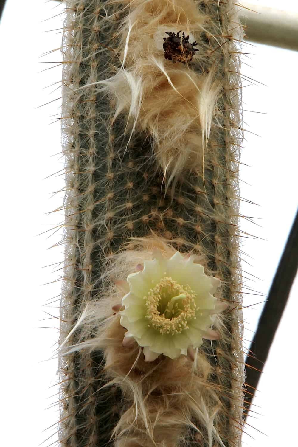 Espostoa Melanostele aka Old Lady/Old Man Cactus Seeds 5 Seeds Free Shipping!