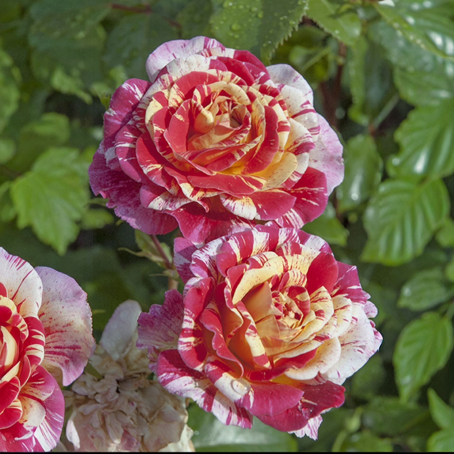 All American Magic Rose 1.5 Gal Pot, Non-Stop Fragrant Striped Flowers, Own Root