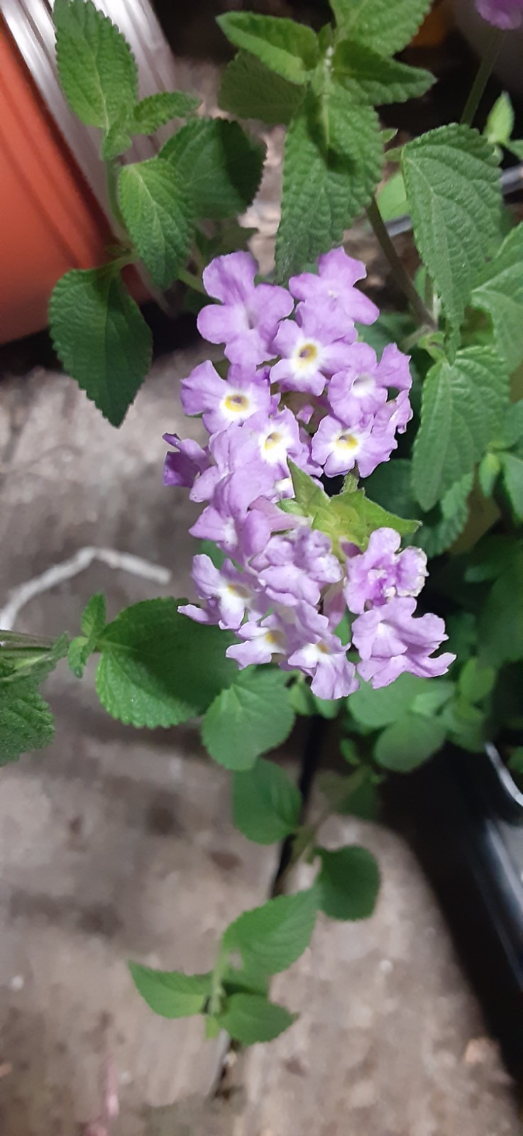 1 Purple Lantana Live Starter Plant- READ LISTING