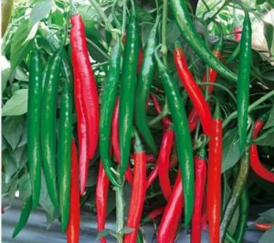HOT LONG RED CAYENNE PEPPER- ỚT CHỈ ĐỊA ỚT CAY -Non GMO- |High Germination Rate|