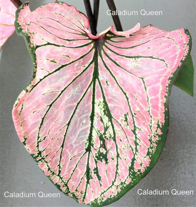 Caladium ”Pink Symphony” Size#2(2 bulbs) (You get 2 bulbs)
