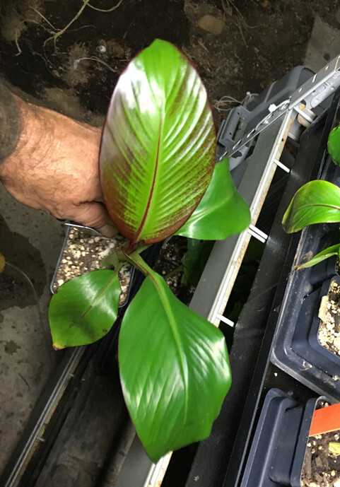 Ensete Maurelii – Red Abyssinian Banana – Cold Hardy Tropical Banana Plant