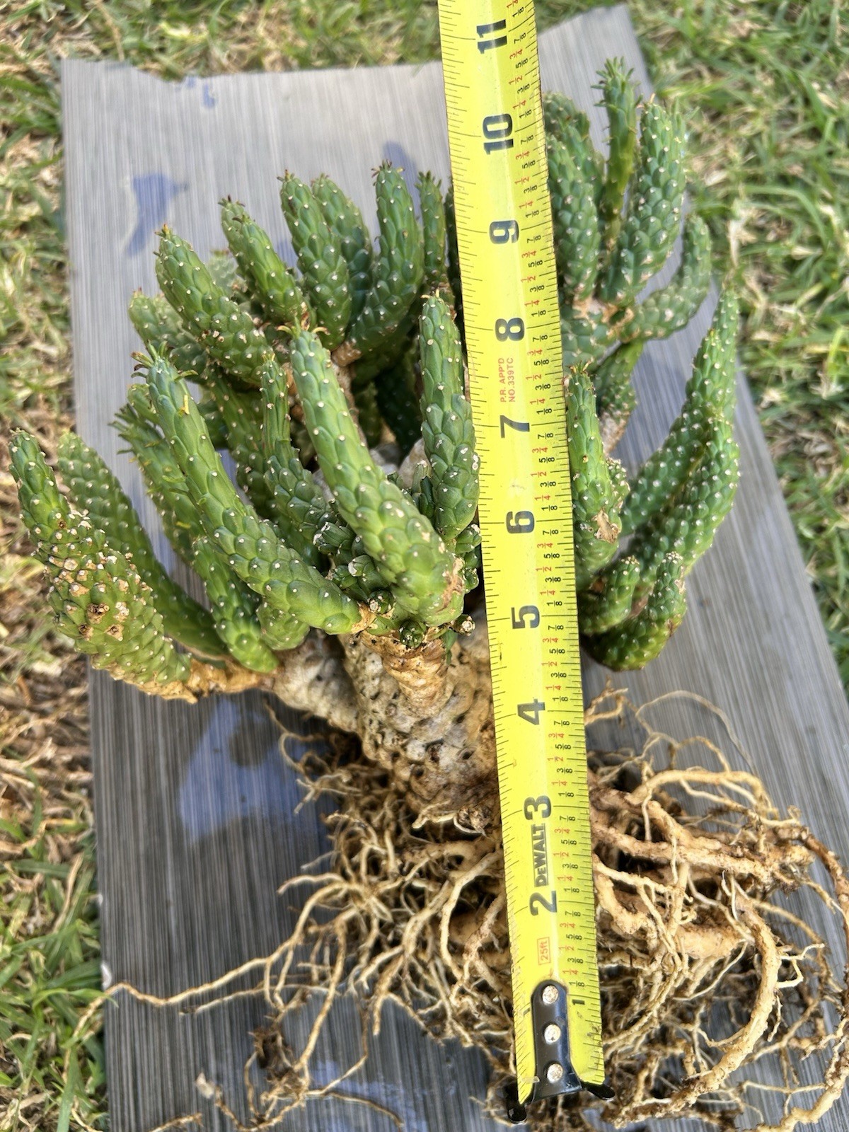 Unique Euphorbia Inermis Multi-Head Succulent Cactus Plant