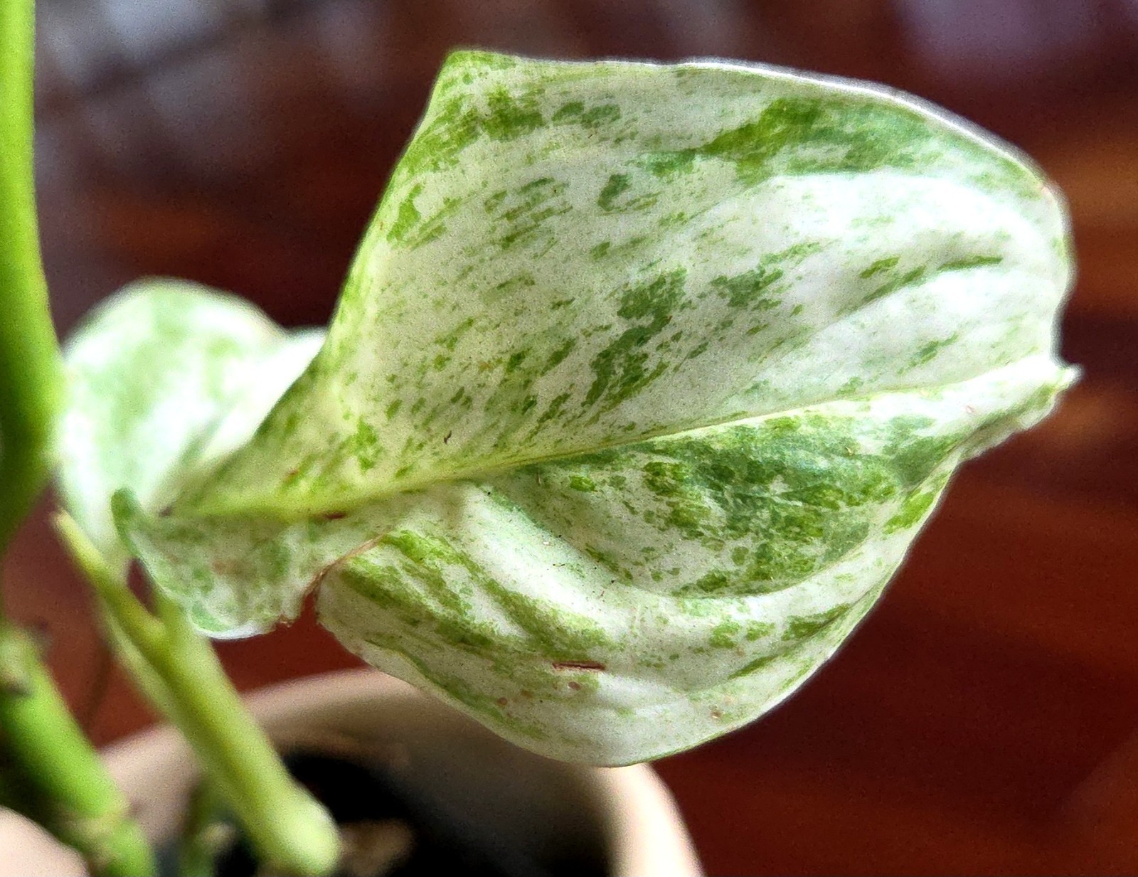 Rare Monstera Laniata Mint 11″ Tall 2 Plants Aroid Not Philodendron Anthurium
