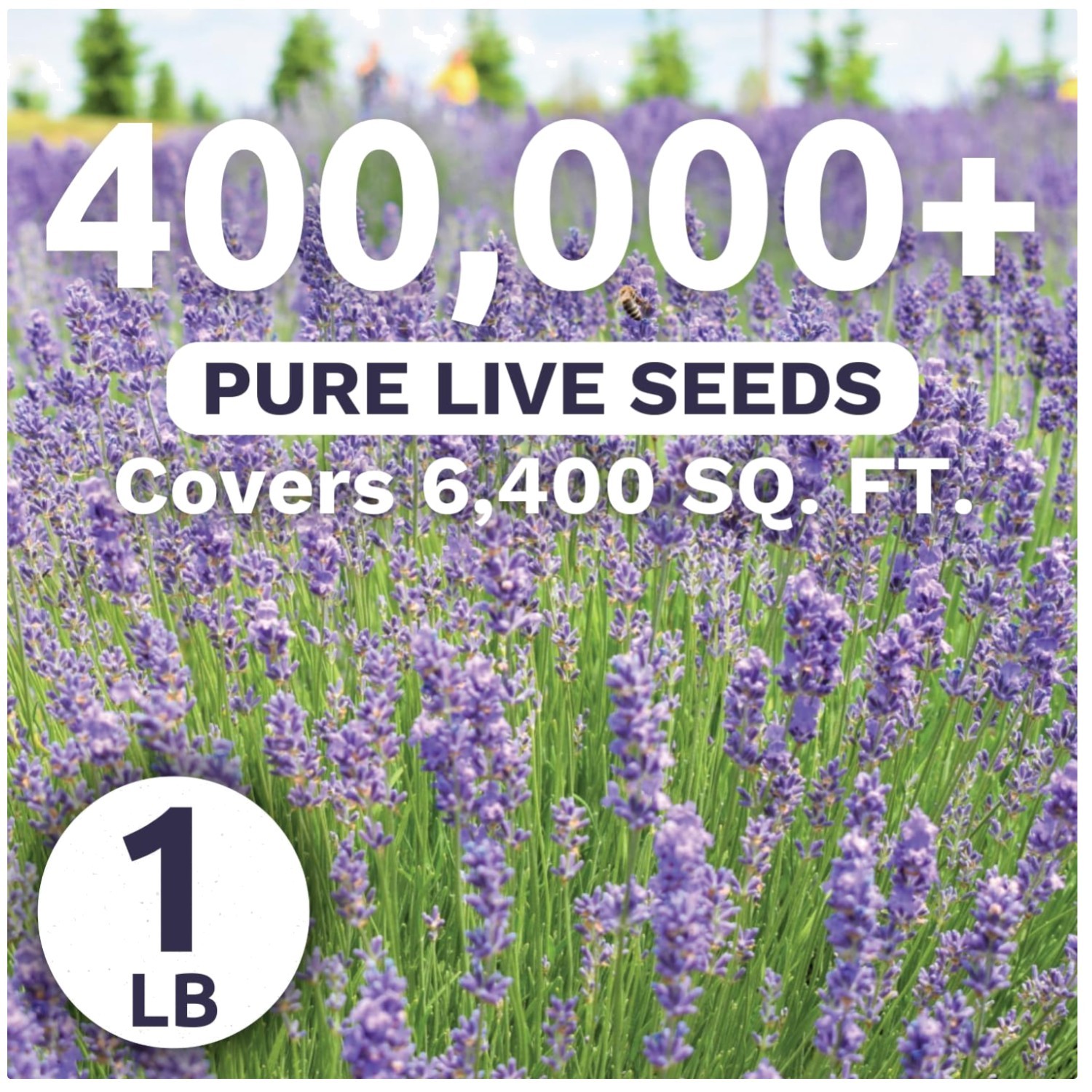 Lavender Flower Seeds – 1lb Bag – 400K Seeds – Planting
