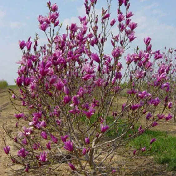 Ann Magnolia *Tulip Tree8* 4” in pot 10-15” Heigh