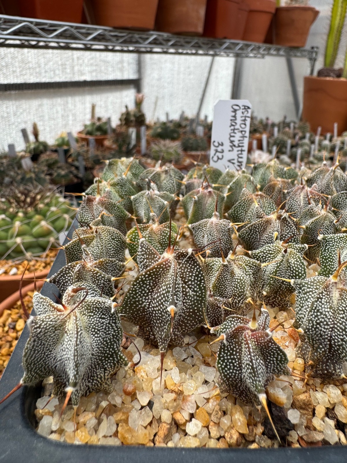 Astrophytum ornatum v. glabrescens 2.5 Year Seedlings Cactus