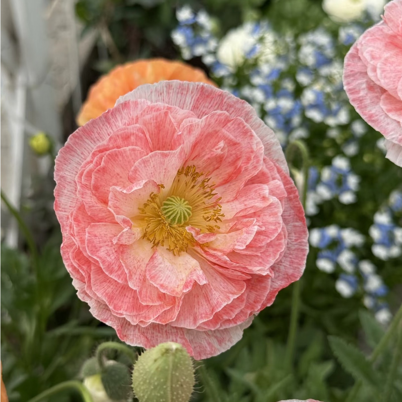 1000 Pink & White Bicolor Poppy Seeds – Rare Heirloom Papaver for Garden