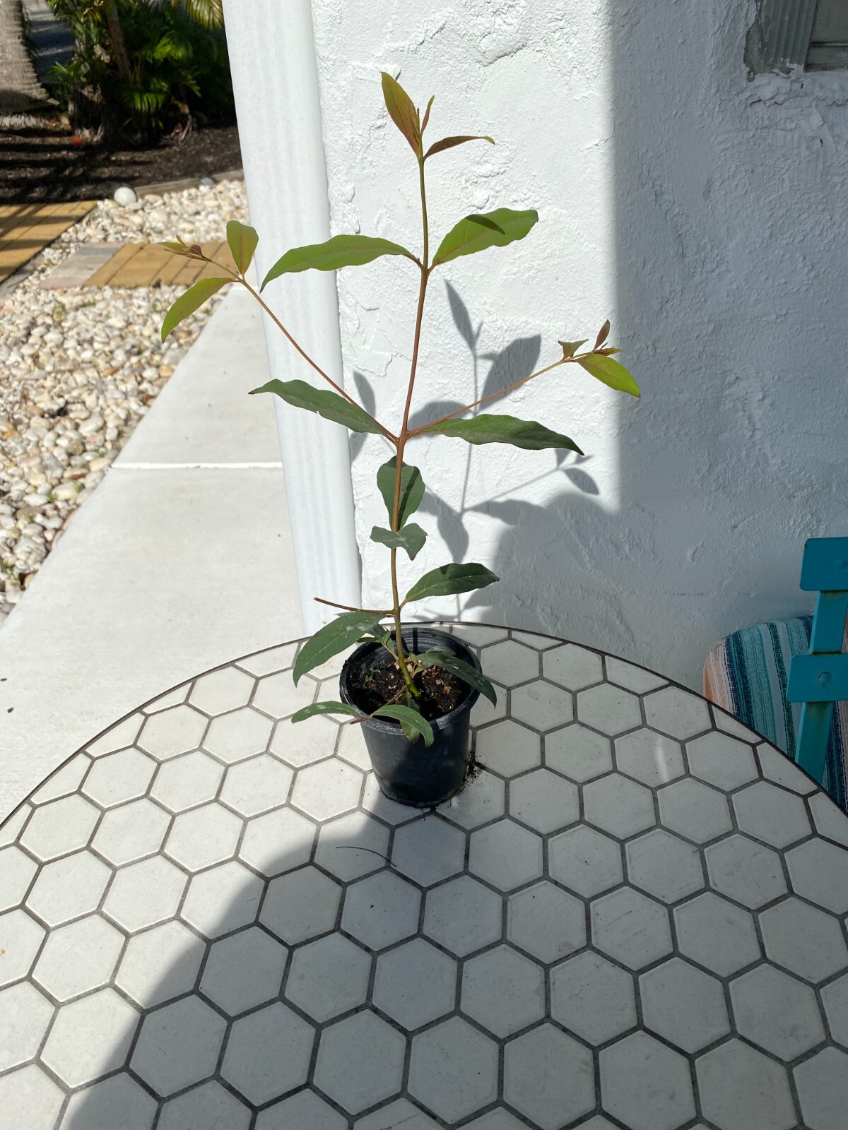 Rainbow eucalyptus seedling 12 to 20 inches tall shipped in 4 inch pot with soil