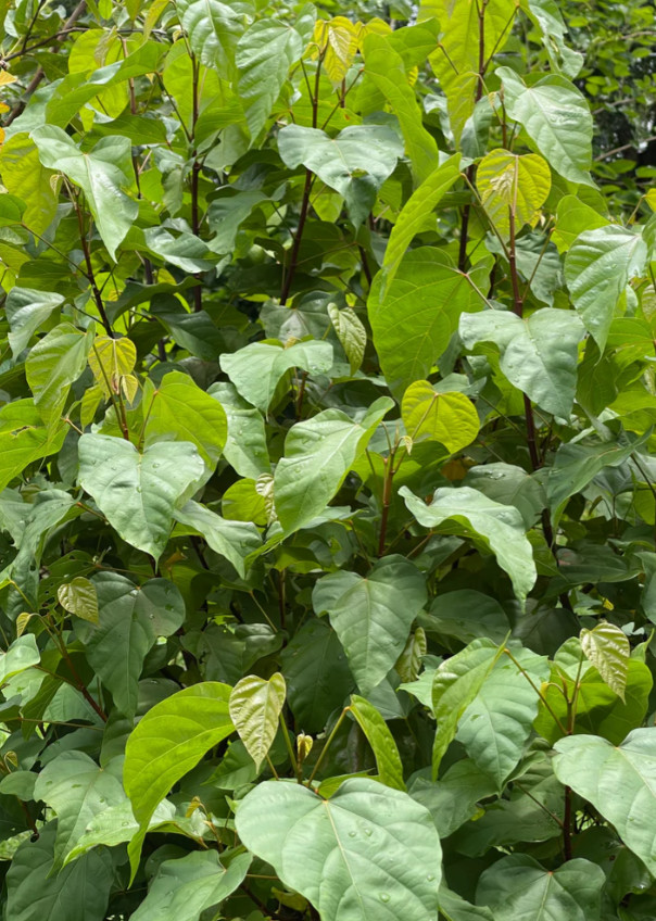 Semillas Achiote, Puerto Rico, Annatto Seeds, Bixa Orellana, Lipstick tree