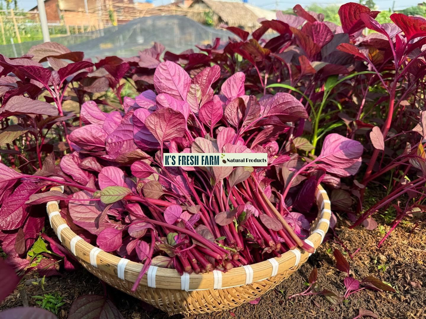 Red/Green/Garnet/Rice Spinach Amaranth Seeds-Hạt Giống Rau Dền Đỏ/Xanh/BaMàu/Cơm