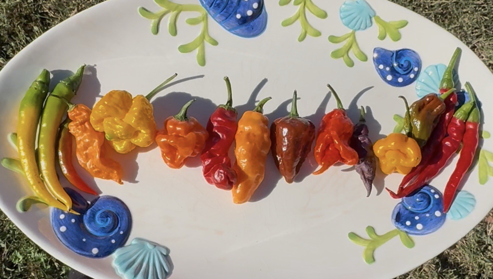 Green House Floor Hot Pepper Mix 16 Varieties 250+ Seeds