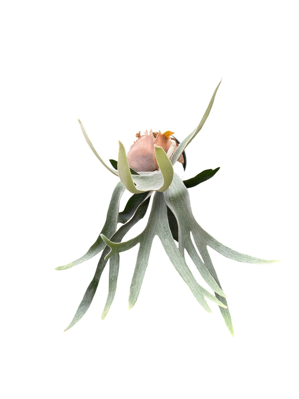 Platycerium willinckii ‘Pedro Tatsuta’