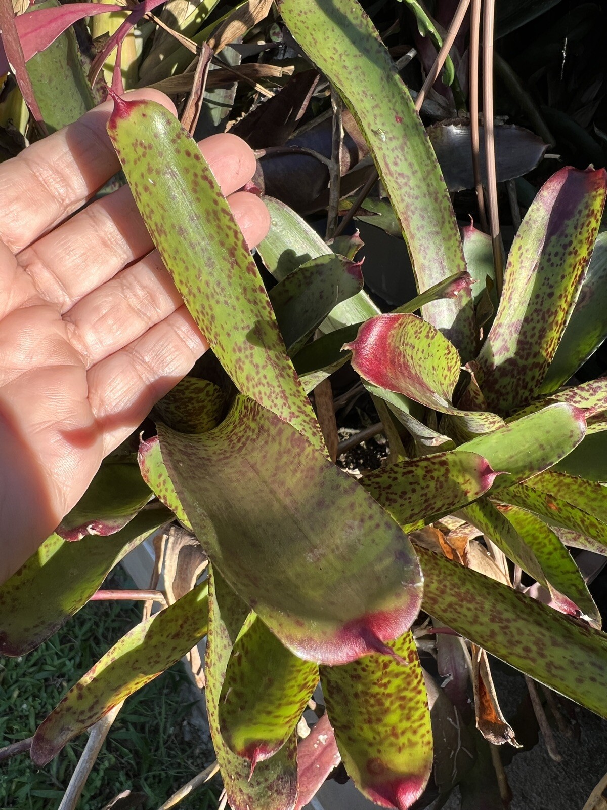 Exotic TROPICAL LANDSCAPE PLANT Pup Bromeliad colorful -unbranded