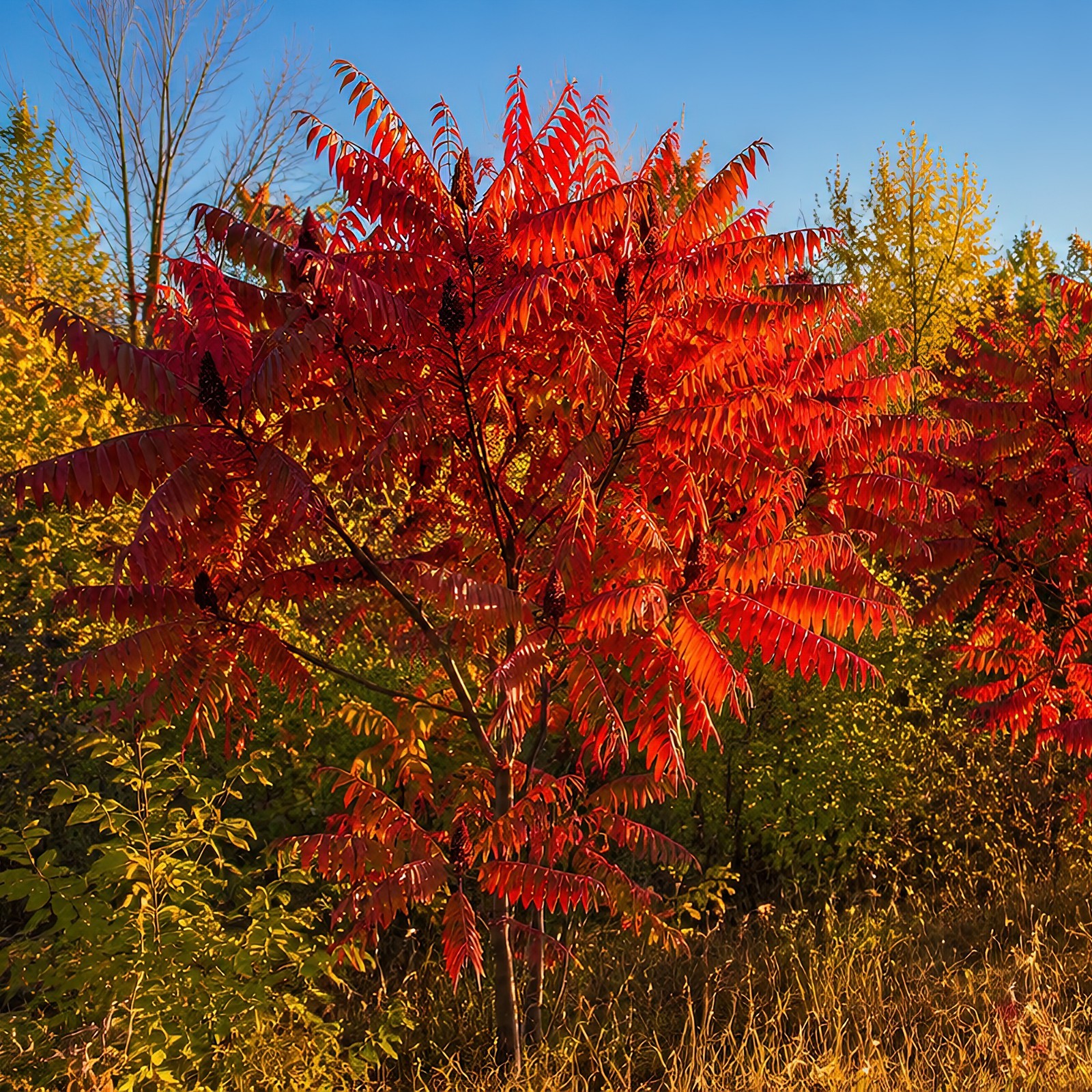 1500 Winged Sumac Seeds (Rhus copallinum) – Shining/Flameleaf – Zones 4-9 USA