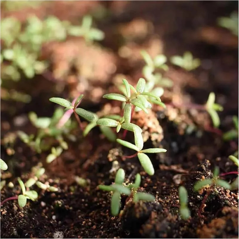 20,000+ Moss Rose Seeds (Portulaca Grandiflora) – Mixed Color Perennial Ground C