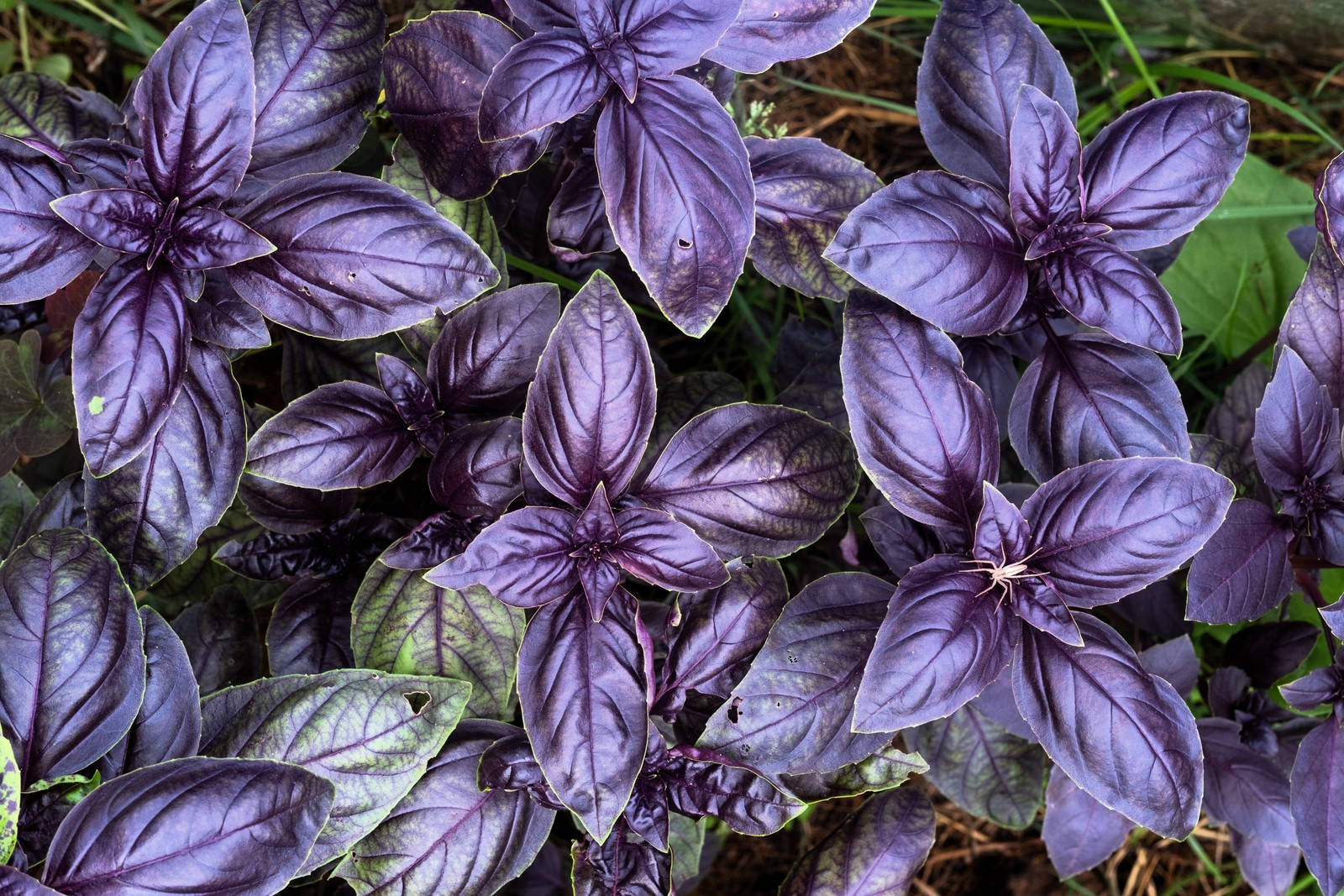 500 DARK OPAL BASIL (Purple Ruffles) Ocimum Basilicum Herb Flower Seeds