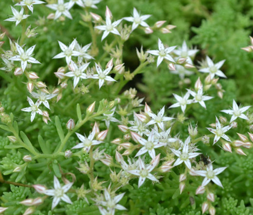 SEDUM OKTOBERFEST STONECROP Sedum Acre – 200 Bulk Seeds