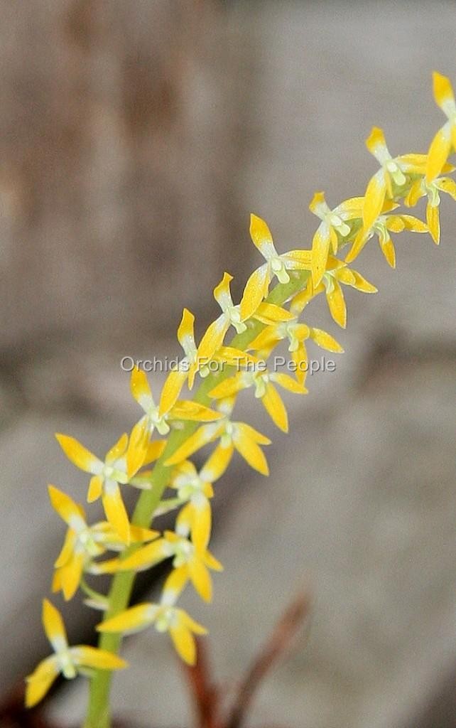 Fragrant Orchid Species Dendrochilum pallidiflavens. Orange Creamsicle Smell!