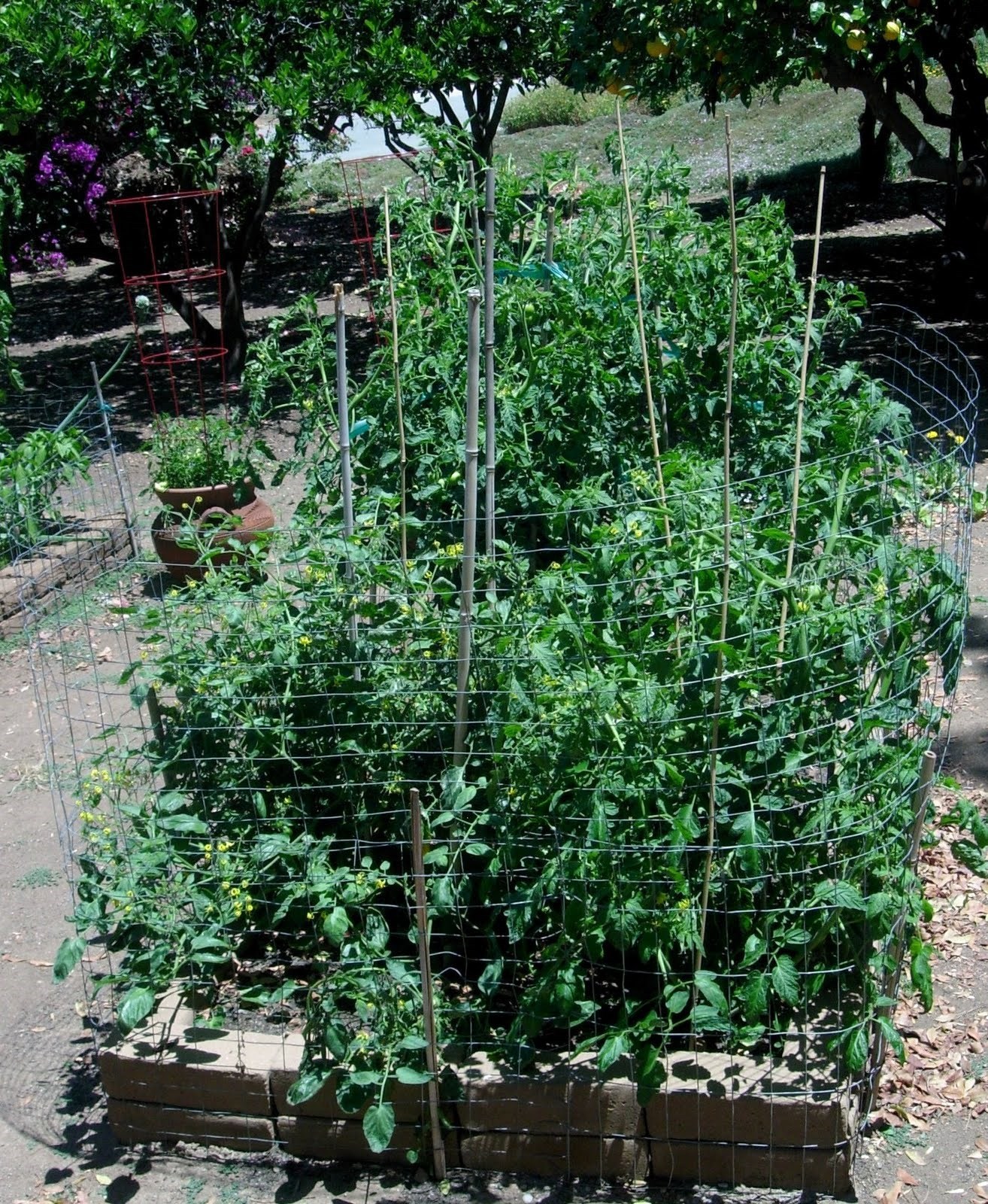 Tomato Seeds – Fantastic Hybrid, (Lycopersicon esculentum) 70 days