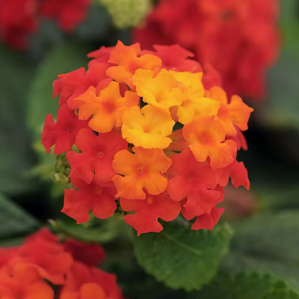 4 In. Lucky Red Bloom Lantana Plant (3-Piece)