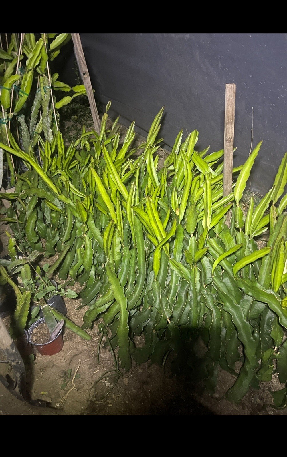 Mature “ PAUL THOMPSON’S 6-S” Dragon Fruit Cuttings