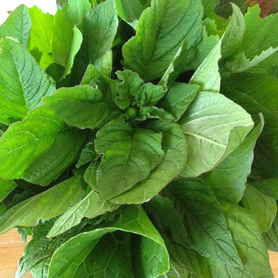 Fresh Green Leaf Amaranth Seeds | Lu Hsien | Heirloom Non-GMO | Asian Vegetables