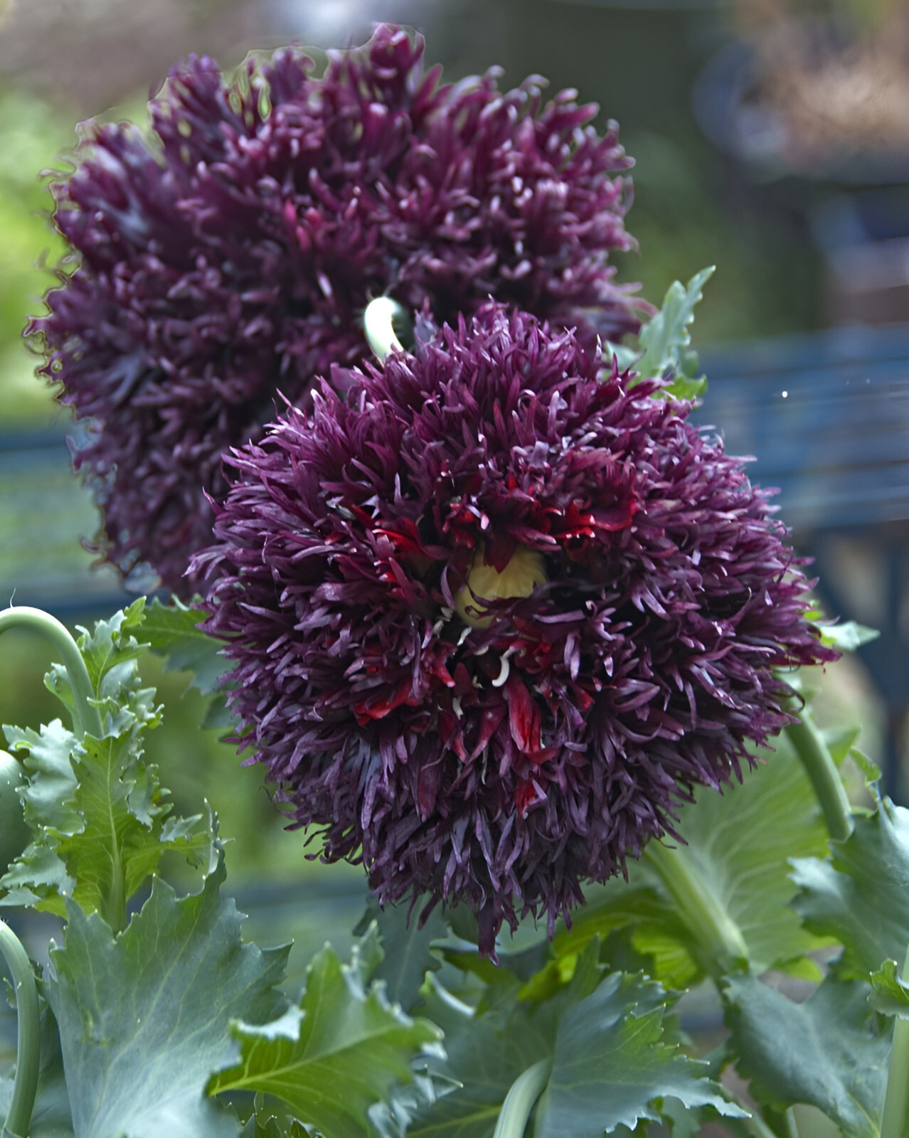 1,000 Double Black Paeony Poppy Seeds – P. Somniferum – Almost Black Blooms!