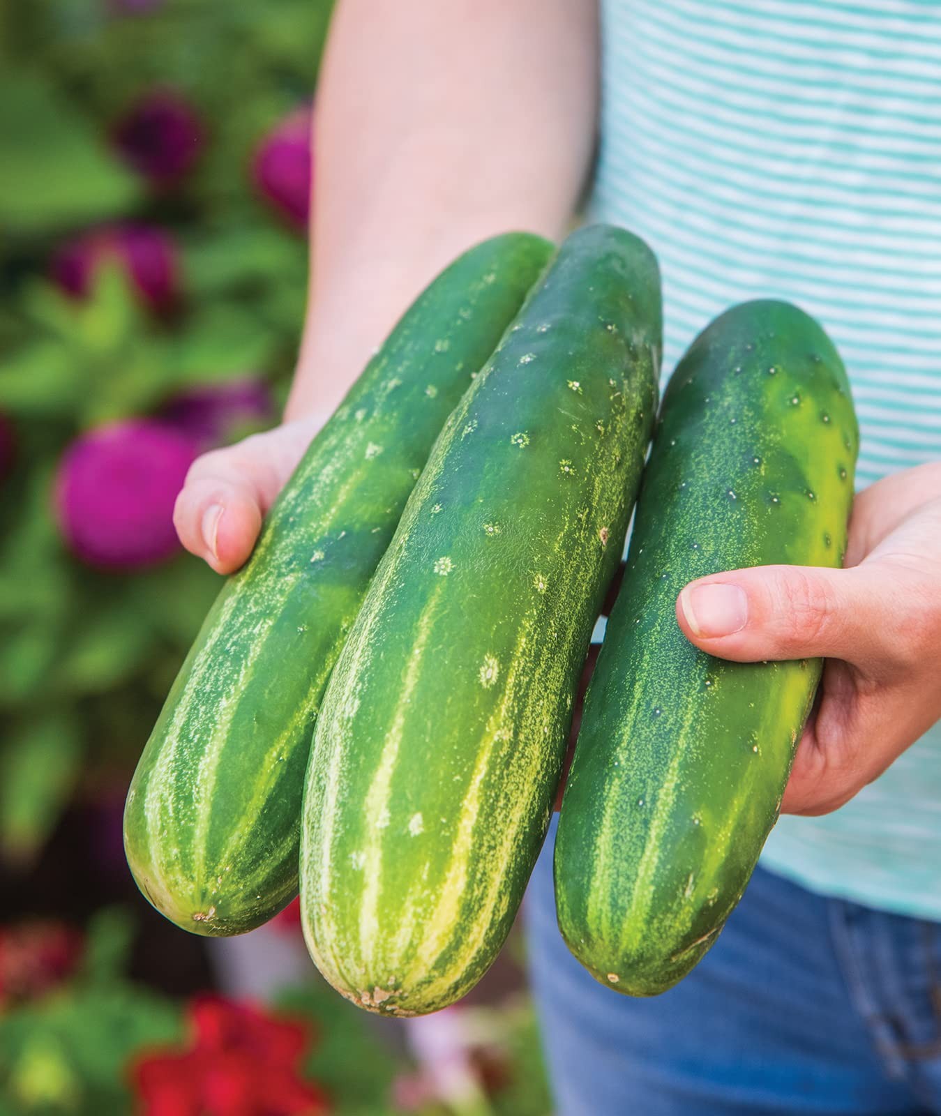 ‘Straight Eight’ Slicing Cucumber Seeds, 200 NonGMO seeds, Heirloom