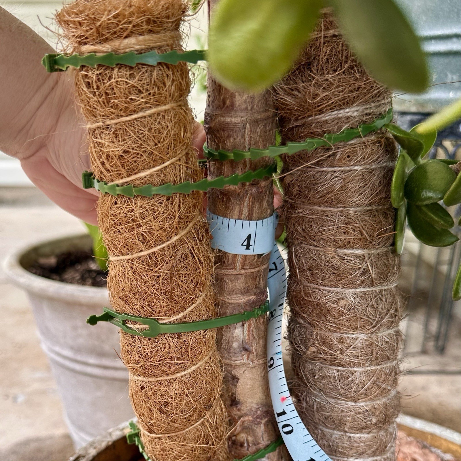 25+ yr old jade plant/money plant/Crassula ovata Trunk 4” thick, 2’+ tall