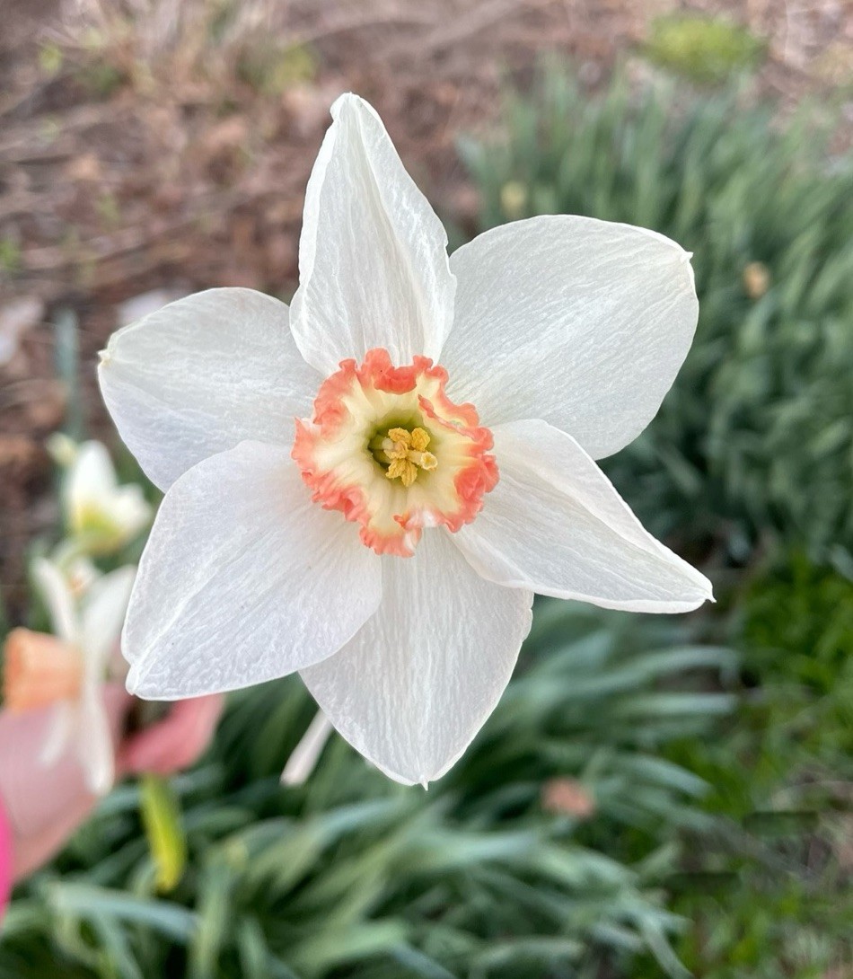 5-Rinus Rim Mix Daffodil Bulbs for Planting- Narcissus