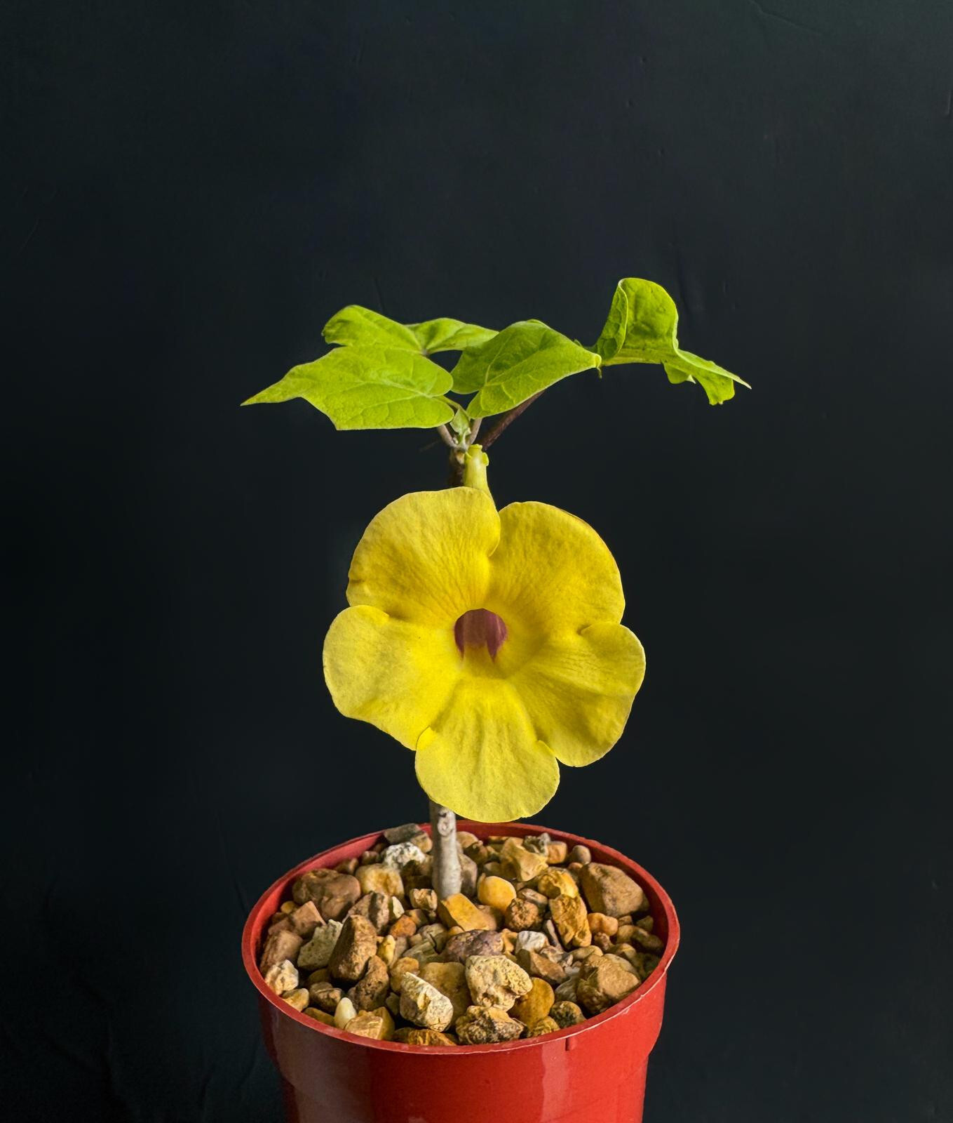 Uncarina Ankaranensis very rare madagascar flowering succulent caudex 4″ plant