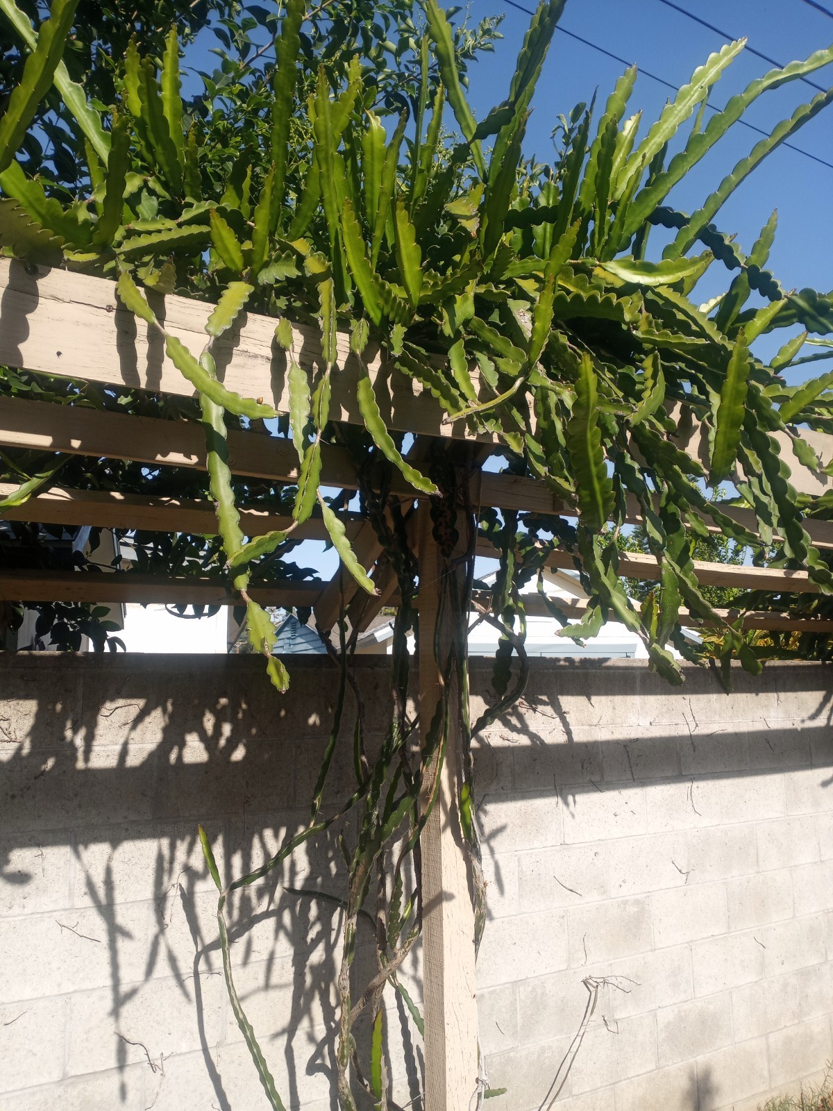 Dragon fruit plant cuttings:(10) in a box 14-20 inches long and fresh