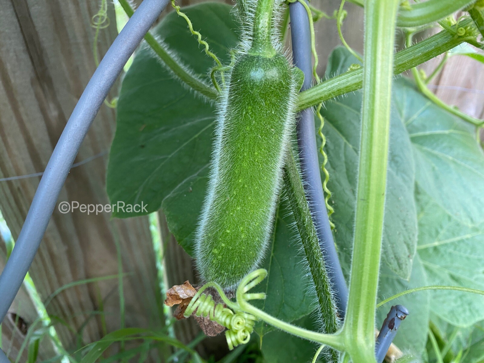 RARE✿ Heirloom Miniature Wax Melon/Mo Gwa/ Jie Gua 10 Seeds