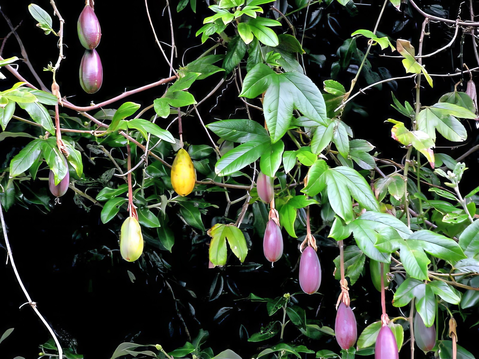 10 BANANA PASSIONFRUIT SEEDS (Passiflora Mollissima) Fast Flower Vine Plant RARE