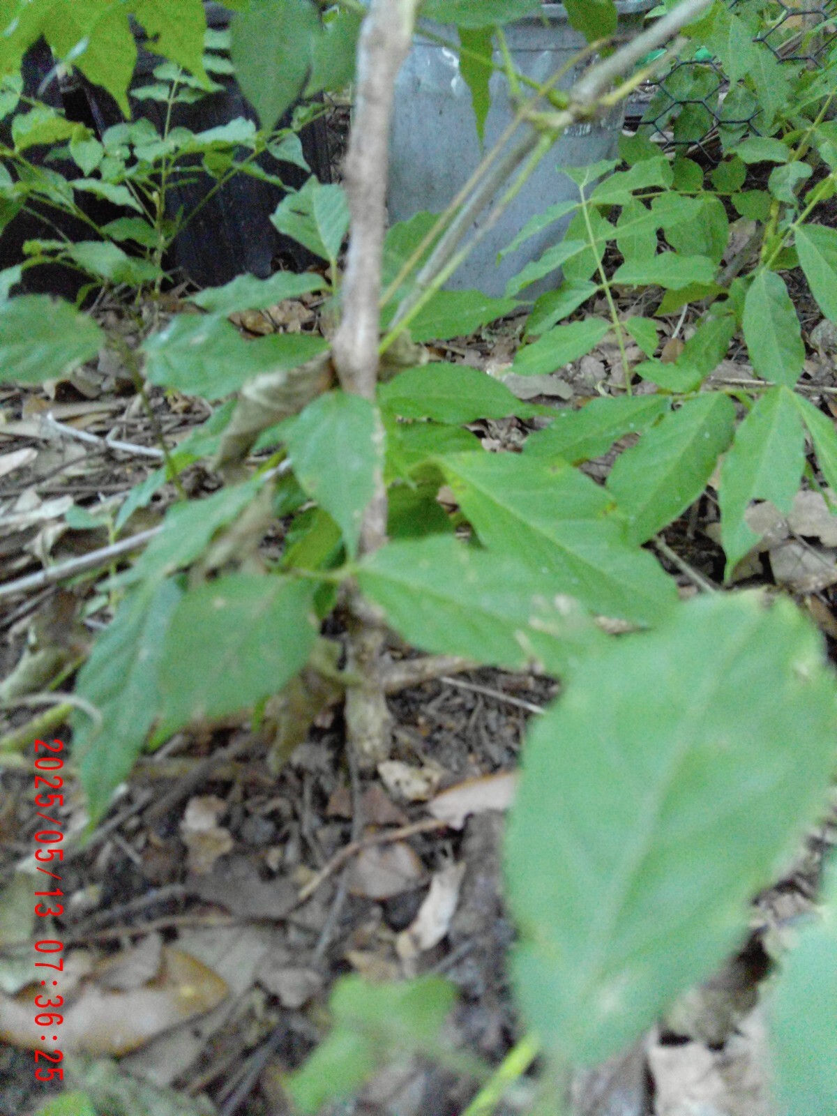 Wisteria 2 Rooted Live Plants