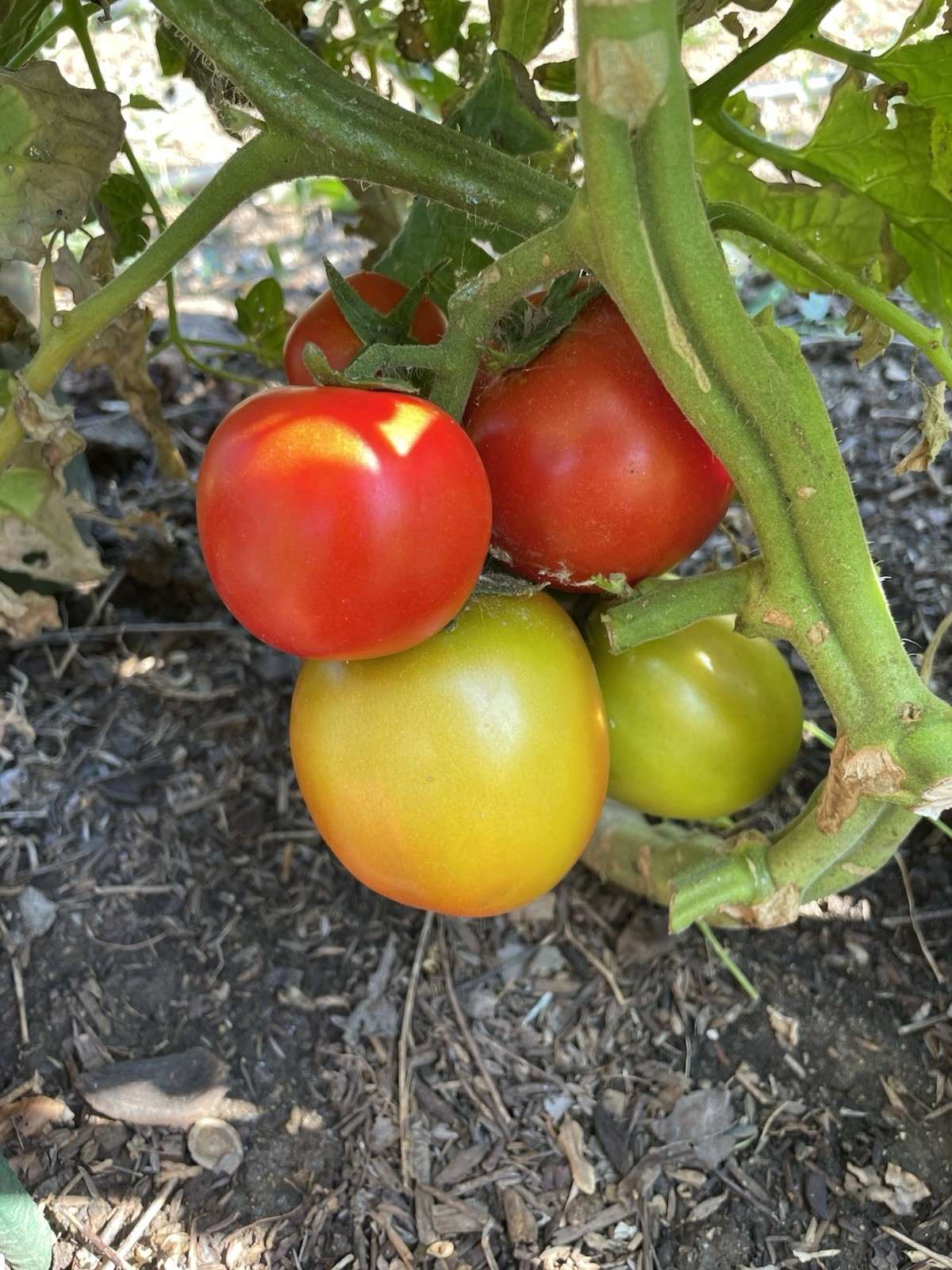 Tomato