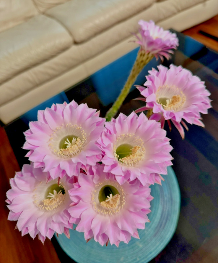 One of Special Beautiful SUCCULENT Cactus purple colour flower rooted plants