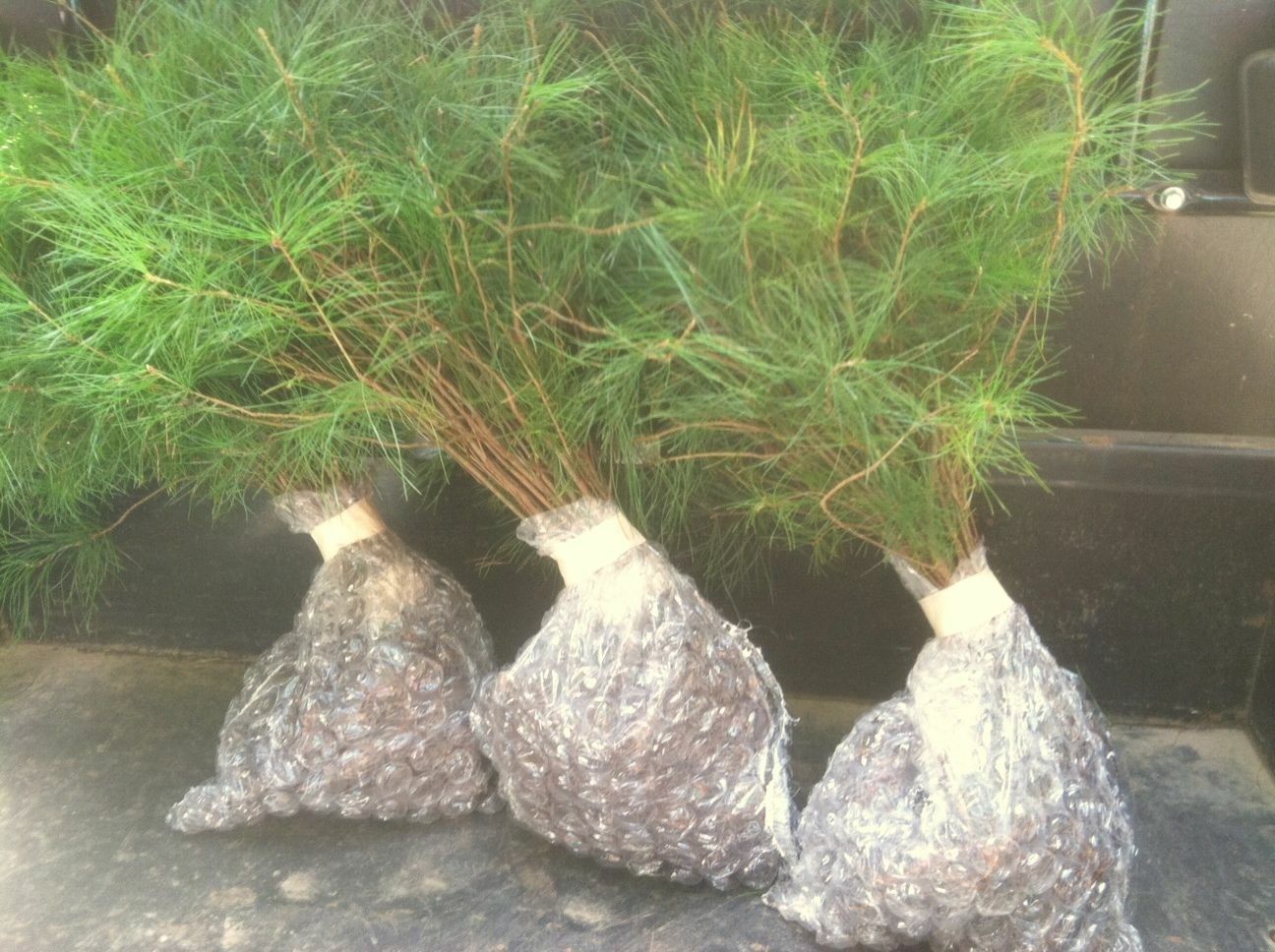12 Smokie mountain White pine Starter 20-24inch tall transplant seedlings #SHCC