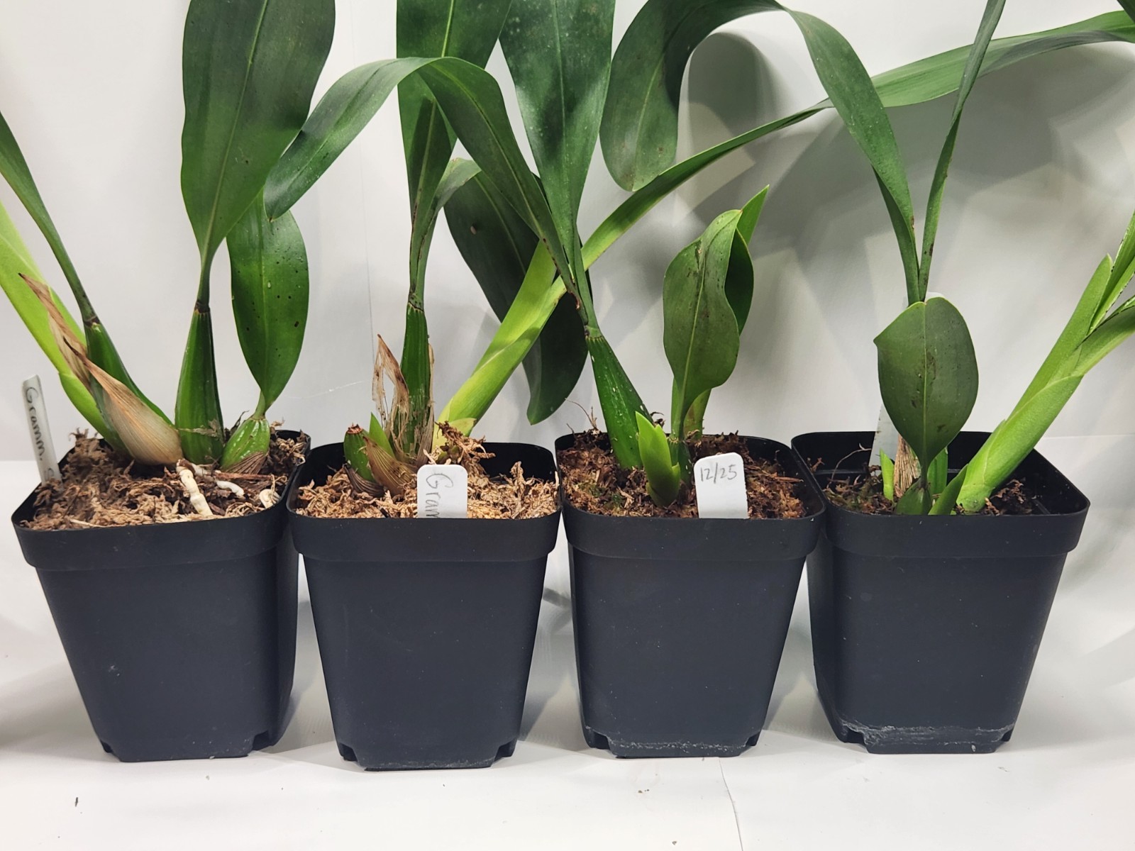 Grammatophyllum Stapeliiflorum Orchid, Seedling size, 3.5 inch pots, fragrant