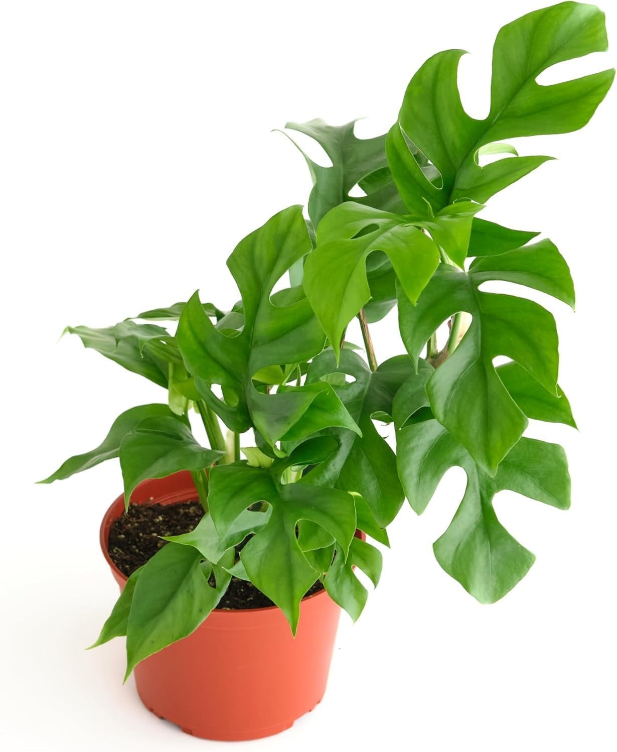 Shop Succulents Philodendron Split Mini, Live Indoor Plant, Compact Low Maintena